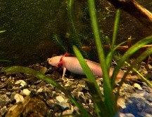 La campaña de recaudación de fondos surgió para contrarrestar los recortes de presupuesto que han tenido este tipo de proyectos. SUN/ARCHIVO