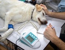 Mantente alerte ante estos síntomas y cuida a tu mascota. ESPECIAL/ Pixabay