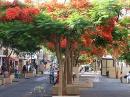 El paseo Alcalde será una de las vialidades afectadas por el cruce de eventos deportivos. ESPECIAL / Gobierno de Jalisco