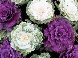 La col ornamental es reconocido por su flores blancas o moradas. ESPECIAL / Foto de Nancy Hughes en Unsplash