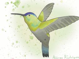 Los colibríes son las aves más pequeñas, con nidos y huevos más diminutos, las del aleteo y latidos cardíacos más rápidos y con el metabolismo más acelerado. CORTESÍA/A. Rodríguez