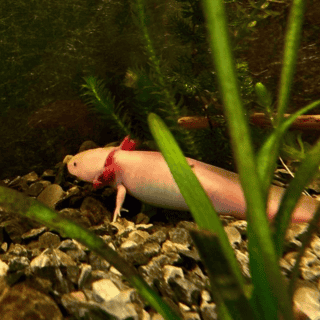 Guía para adoptar un ajolote de manera virtual con el programa de la UNAM