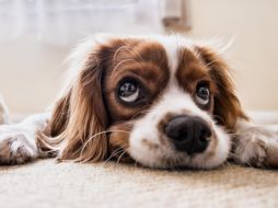 Existen diversos factores que orillan a tu perro a orinar dentro de casa. ESPECIAL/ Pixabay