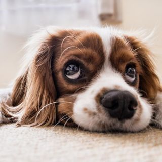 5 trucos para que tu perro no se orine dentro de casa