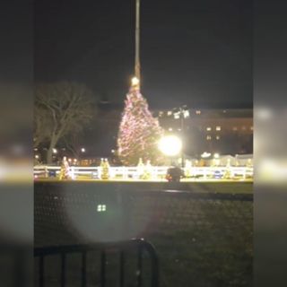 Fuertes vientos tumban árbol de Navidad de la Casa Blanca