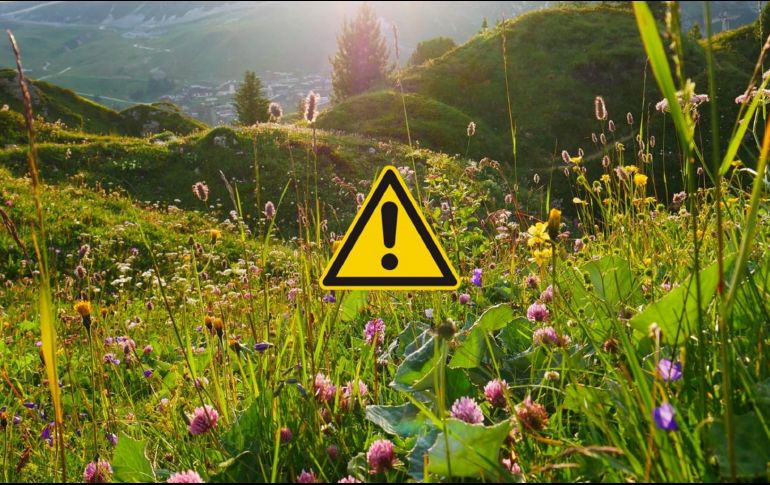 El equipo de investigación se conformó con investigadores de 11 países. UNSPLASH /Y. BEHR