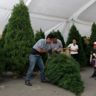 7 cosas que hacer con tu arbolito de Navidad natural para que te duré más