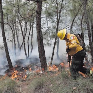 El 2023, año con más incendios en bosques