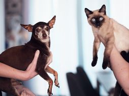 La mejor recomendación es no tener estas plantas en los espacios en los que se encuentren animales domésticos. ESPECIAL / Pexels Alexander Grey