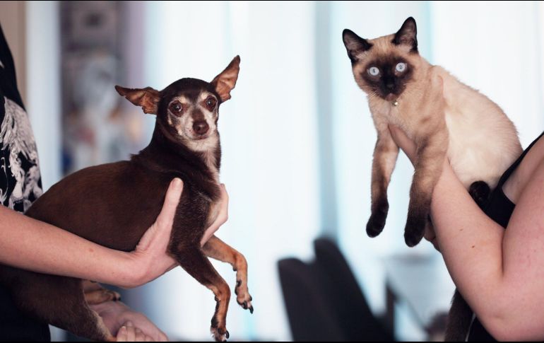 La mejor recomendación es no tener estas plantas en los espacios en los que se encuentren animales domésticos. ESPECIAL / Pexels Alexander Grey