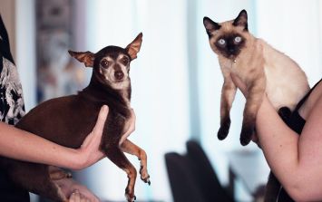 son las plantas de nochebuena venenosas para perros y gatos