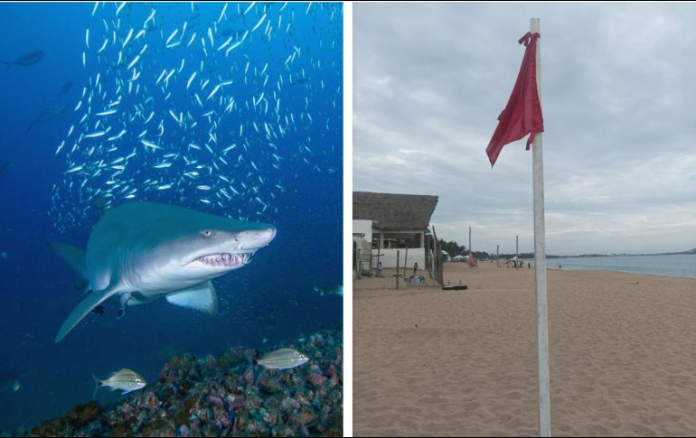En varias playas de Jalisco existe advertencia de no entrar al mar por fauna marina peligrosa. EFE / FACEBOOK / Protección Civil y Bomberos Cihuatlán