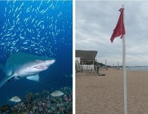En varias playas de Jalisco existe advertencia de no entrar al mar por fauna marina peligrosa. EFE / FACEBOOK / Protección Civil y Bomberos Cihuatlán