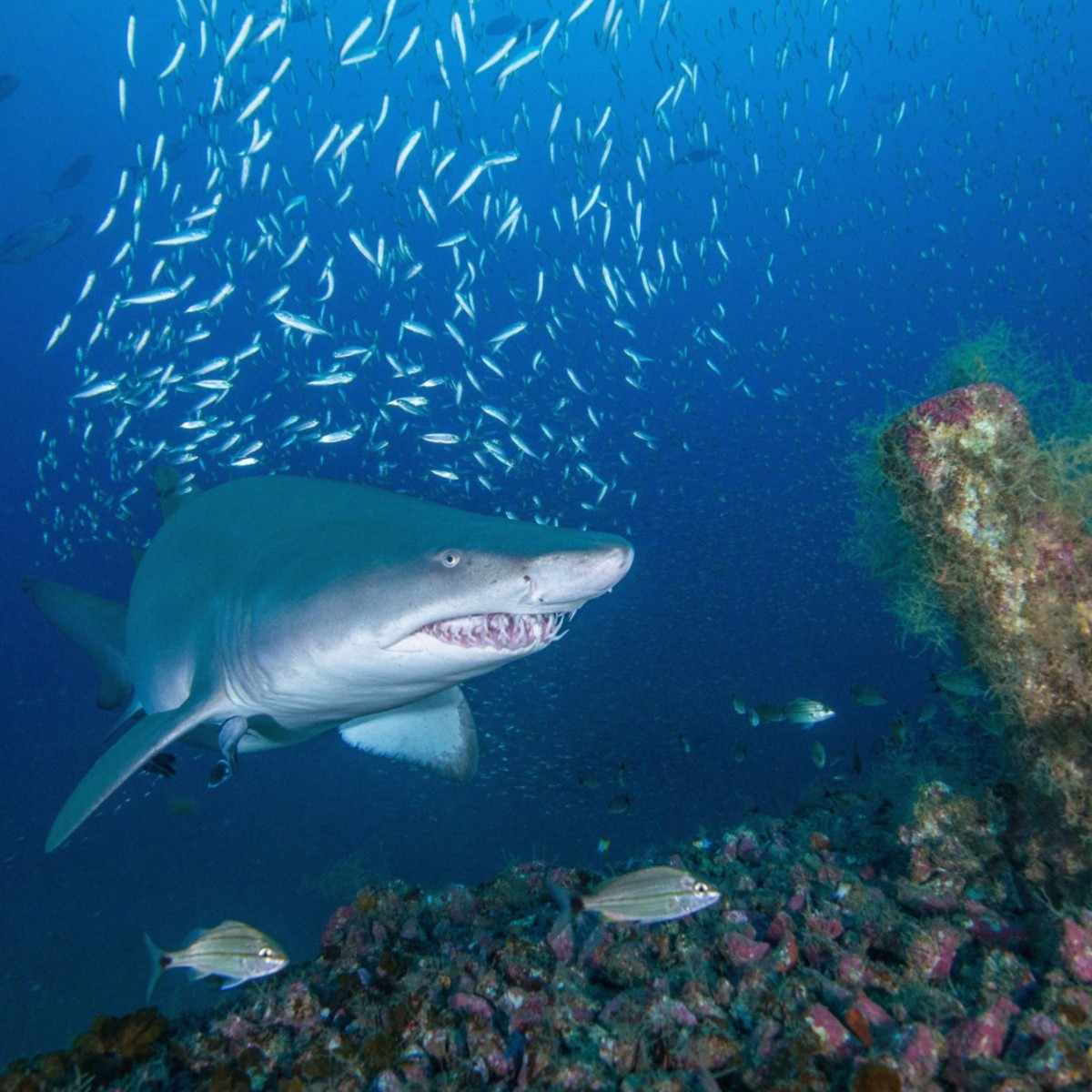 fotos graficas de ataque de tiburon