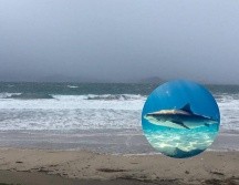 De acuerdo con información de la Coordinación Estatal de Protección Civil y Bomberos Jalisco en más de 60 años no se tenía el registro de ataque de tiburón en playas de la entidad. EL INFORMADOR / ARCHIVO / UNSPLASH / G. Schömbs