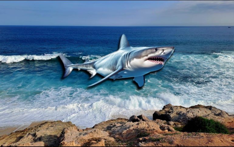 En más de 60 años no se tenía el registro de ataque de tiburón en playas de Jalisco. EL INFORMADOR / O. Álvarez