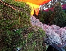 Tanto el heno como el musgo son recursos forestales no maderables. SUN / O. CONTRERAS