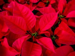 De acuerdo con el gobierno de México, en la época prehispánica se le utilizaba para adornar los altares de la diosa Tonantzin. UNSPLASH / S. JEAN