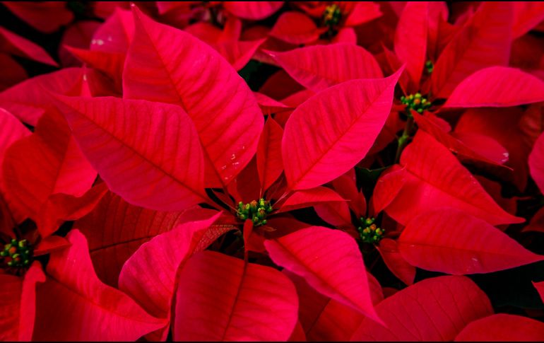 De acuerdo con el gobierno de México, en la época prehispánica se le utilizaba para adornar los altares de la diosa Tonantzin. UNSPLASH / S. JEAN