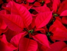 De acuerdo con el gobierno de México, en la época prehispánica se le utilizaba para adornar los altares de la diosa Tonantzin. UNSPLASH / S. JEAN