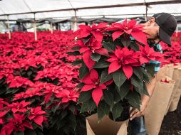 Una planta que siempre decora la Navidad es la Nochebuena y ya puedes conseguirla en la ciudad. EL INFORMADOR/ ARCHIVO.
