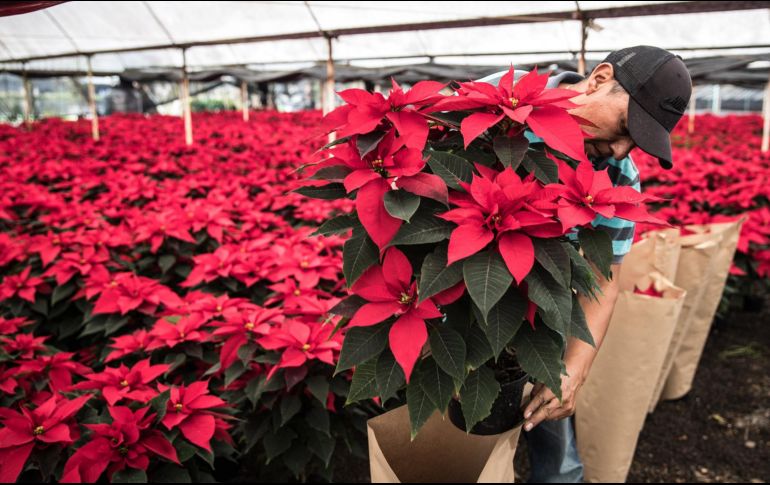 Una planta que siempre decora la Navidad es la Nochebuena y ya puedes conseguirla en la ciudad. EL INFORMADOR/ ARCHIVO.