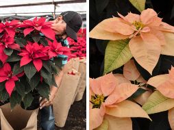La flor de Nochebuena es endémica de México, por lo que el país cuenta con 30 variedades. SUN / NTX / ARCHIVO