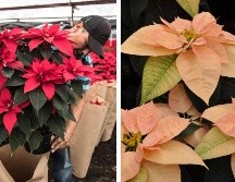 La flor de Nochebuena es endémica de México, por lo que el país cuenta con 30 variedades. SUN / NTX / ARCHIVO