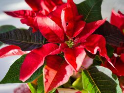 En el mercado internacional, la flor mexicana cubre la demanda de varios países. UNSPLASH / R. Woeger