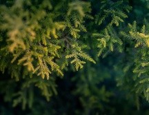 Evita el consumo de árboles naturales, tenerlos en lugares cerrados puede ser perjudiciales para la salud. ESPECIAL /  Arvind shakya Pexels