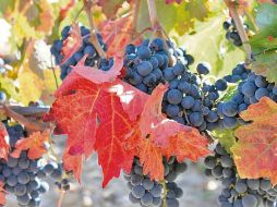 De buena vid. La uva crece vigorosamente en esta región de la Península Ibérica. ESPECIAL