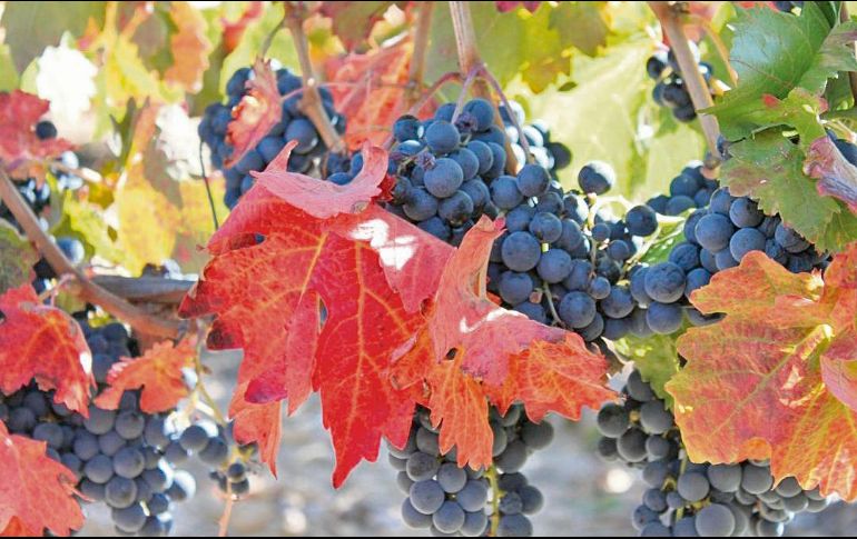 De buena vid. La uva crece vigorosamente en esta región de la Península Ibérica. ESPECIAL