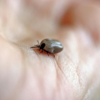 EU alerta por enfermedad transmitida por garrapatas a viajeros procedentes de México