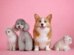 Estos son los mejores regalos para Navidad. ESPECIAL/ Pixabay