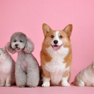 Navidad: Estos son los mejores regalos para tus mascotas