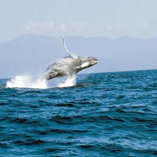 Llegan las ballenas a Puerto Vallarta