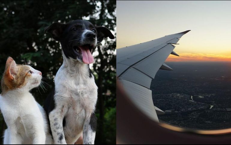 Toma en cuenta que algunas aerolíneas no aceptan perros de razas consideradas como peligrosas o agresivas. UNSPLASH /  A. Barwa / E. Darron