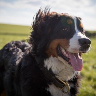 ¿Cómo cuidar a tus mascotas del frío? Recomendaciones que debes saber