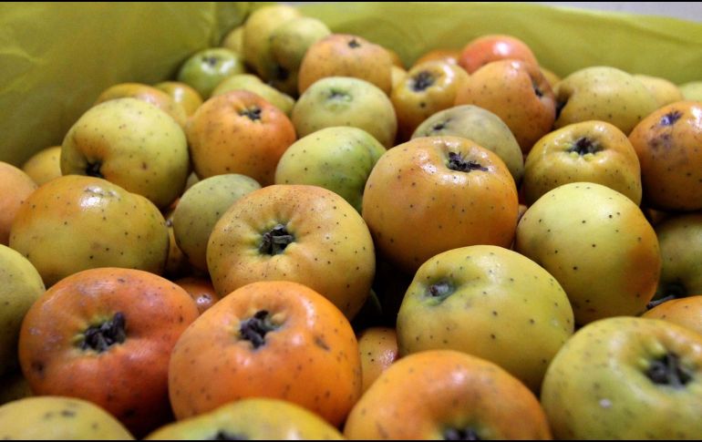 Tejocotes. Este fruto nativo de Mesoamérica es rico en vitamina C. NOTIMEX/Archivo