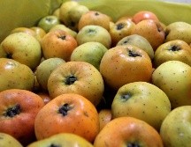 Tejocotes. Este fruto nativo de Mesoamérica es rico en vitamina C. NOTIMEX/Archivo