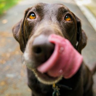 Las palabras que los perros aman, según la ciencia