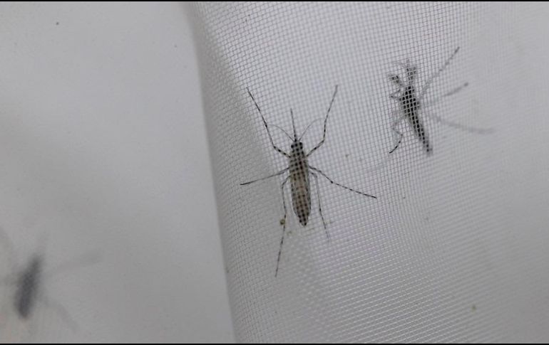 Este año se reportaron más de 5 millones de casos de dengue y 5 mil muertes relacionadas con la enfermedad, dijo la OMS. EFE / ARCHIVO