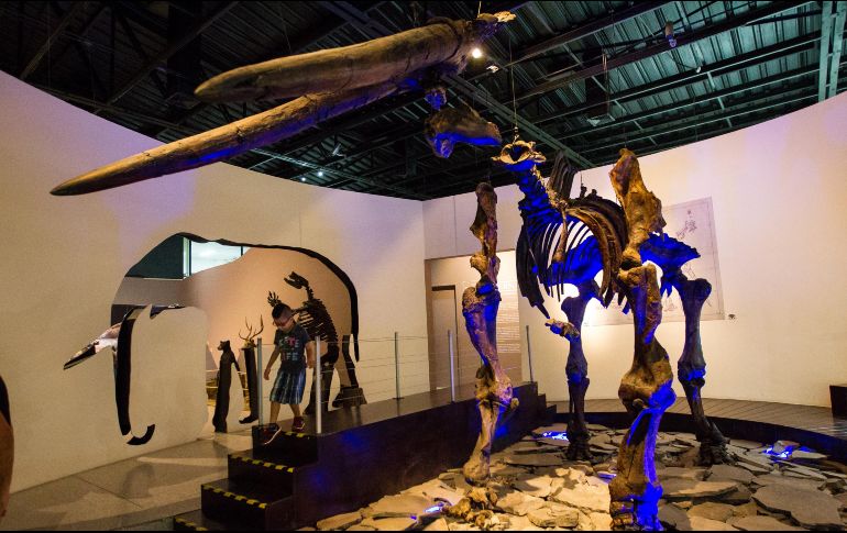 El Museo de Paleontología de Guadalajara se mantendrá abierto en este periodo vacacional. EL INFORMADOR / ARCHIVO