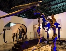 El Museo de Paleontología de Guadalajara se mantendrá abierto en este periodo vacacional. EL INFORMADOR / ARCHIVO