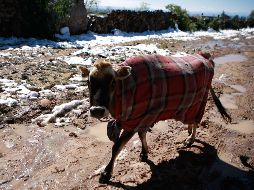 En todos estos municipios no se registran nevadas, sin embargo, aunque han ocurrido, lo más probable es que lleguen a presentarse heladas. EL INFORMADOR / ARCHIVO
