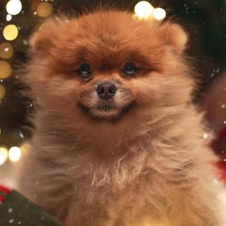 Sedema reitera que los animales no son juguetes para regalar en Navidad