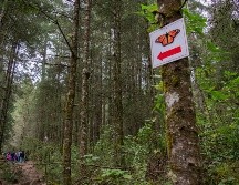 Estos santuarios reciben apoyo de instituciones como la Comisión Nacional de Áreas Naturales Protegidas, secretarías de Turismo y Medio Ambiente estatales, ayuntamientos y organizaciones internacionales. AFP / ARCHIVO
