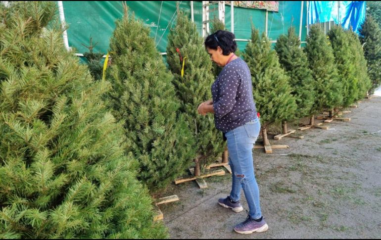 Este 2023, los árboles navideños se vendieron desde mil a casi 2 mil pesos. EL INFORMADOR / J. VELAZCO