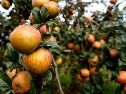 Debido a su alto contenido en hierro y vitamina B5, favorece la regeneración del cabello y uñas. NTX / ARCHIVO