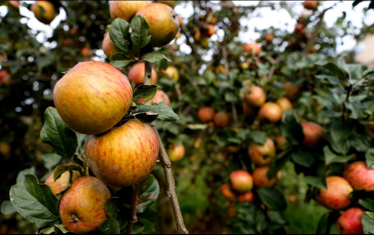 Debido a su alto contenido en hierro y vitamina B5, favorece la regeneración del cabello y uñas. NTX / ARCHIVO
